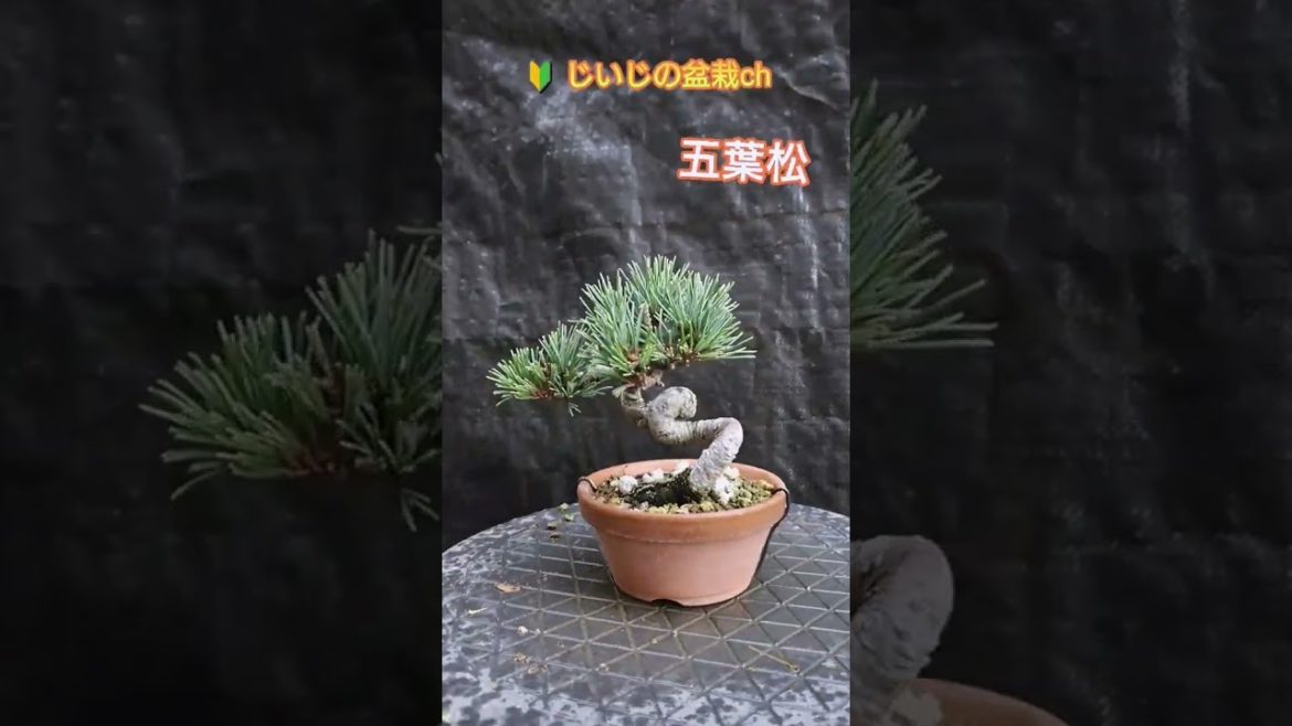 【 五葉松の剪定をするよー 】Japanese white pine　#Shorts #盆栽 #bonsai　 ミニ盆栽