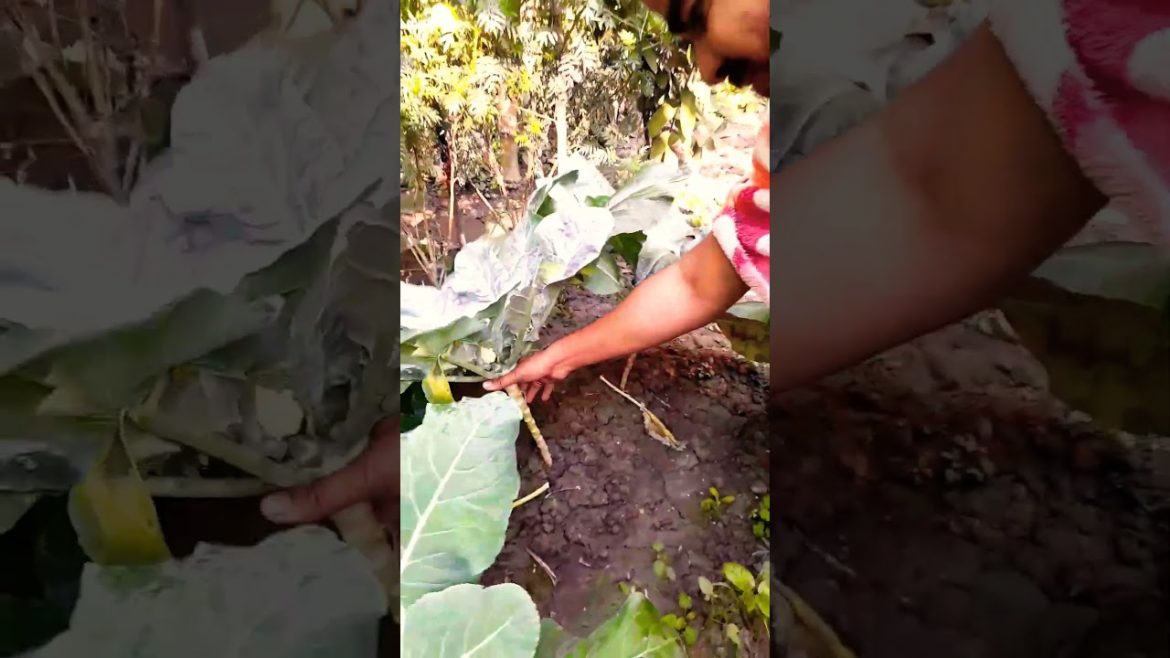 My Own Garden Vegetable/Garden Fresh Cauliflower #freshvegetable#organic #piuslifestylevlog #shorts