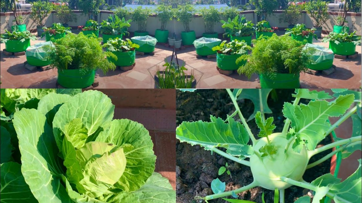 Overview Video With Vegetable Growing Tips Of My Terrace Garden/Terrace Garden Tour In December