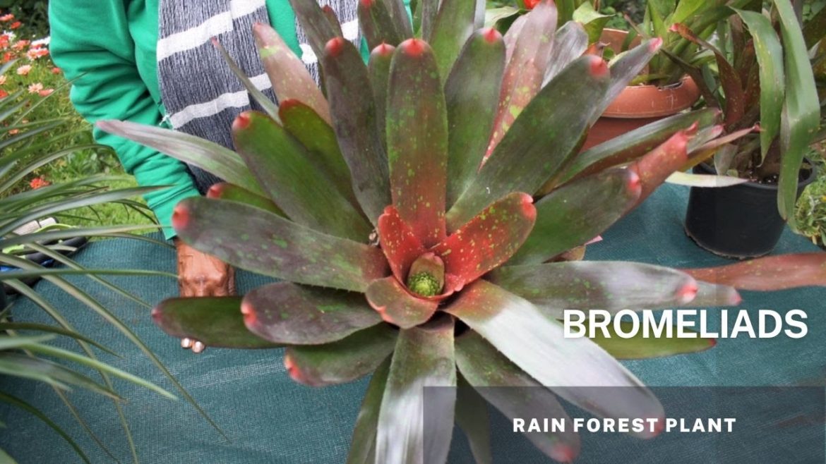 Bromeliads – (Bromeliaceae) Understanding Bromeliads. Easy Tips and Caring for your Bromeliad Plant. Bromeliads - (Bromeliaceae) Understanding Bromeliads. Easy Tips and Caring for your Bromeliad Plant.