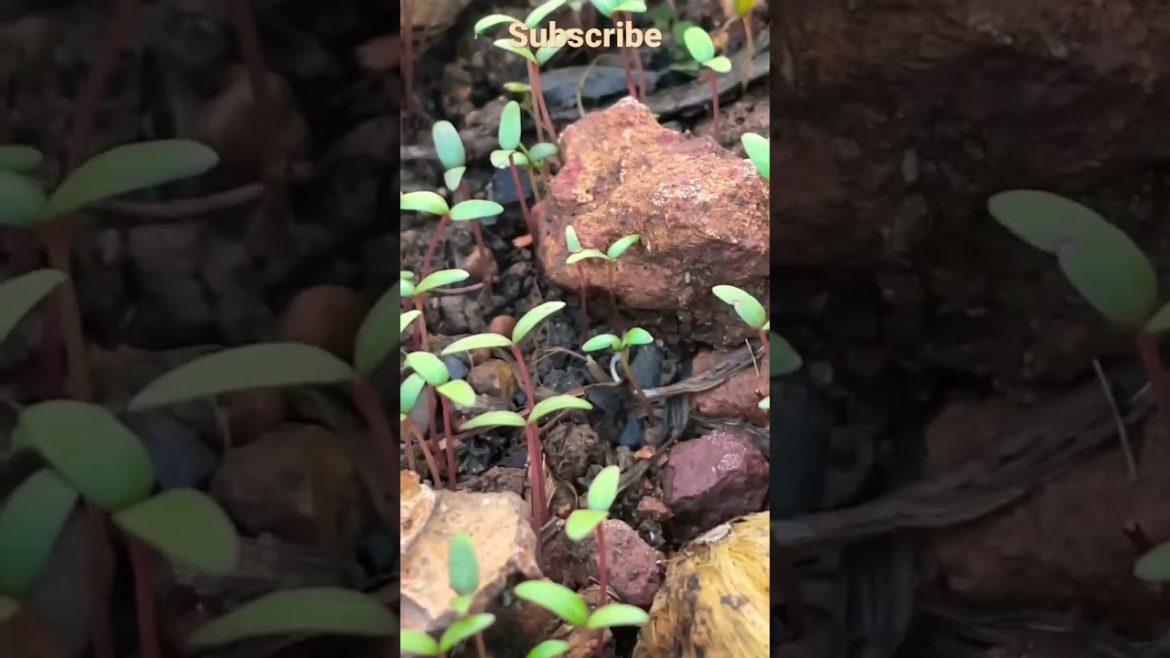 Nature life #shortfeed #shortvideo    #shortfeed2022 #nature #naturelover #trees #shortvideo