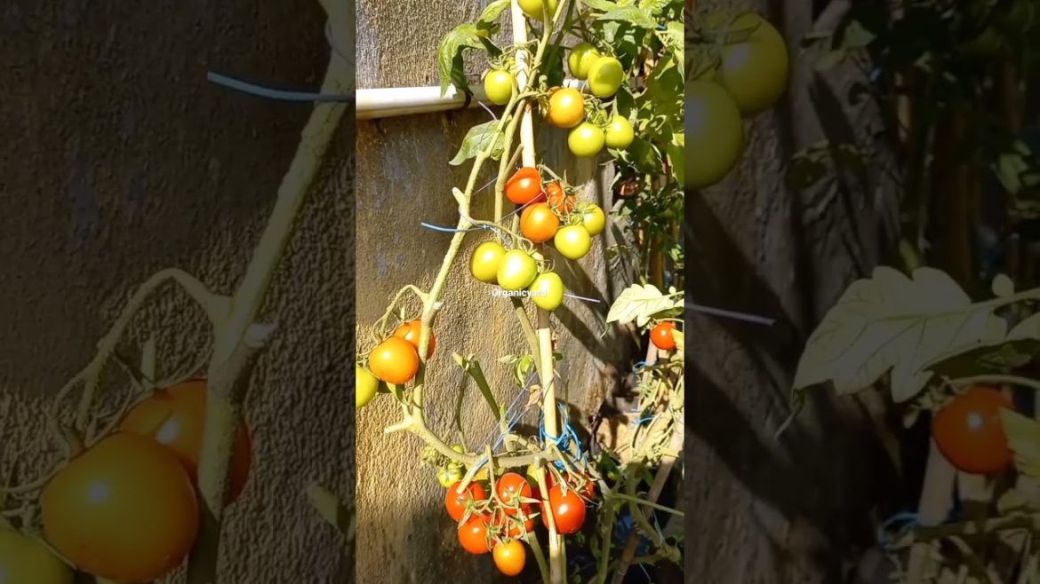 Learn to Grow tomato at home #shorts #gardening #tomato