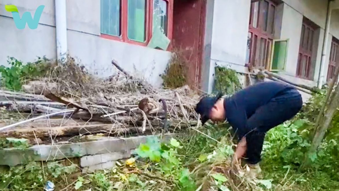 The man and his dog returned to the countryside, renovated the old house and weeded the front yard