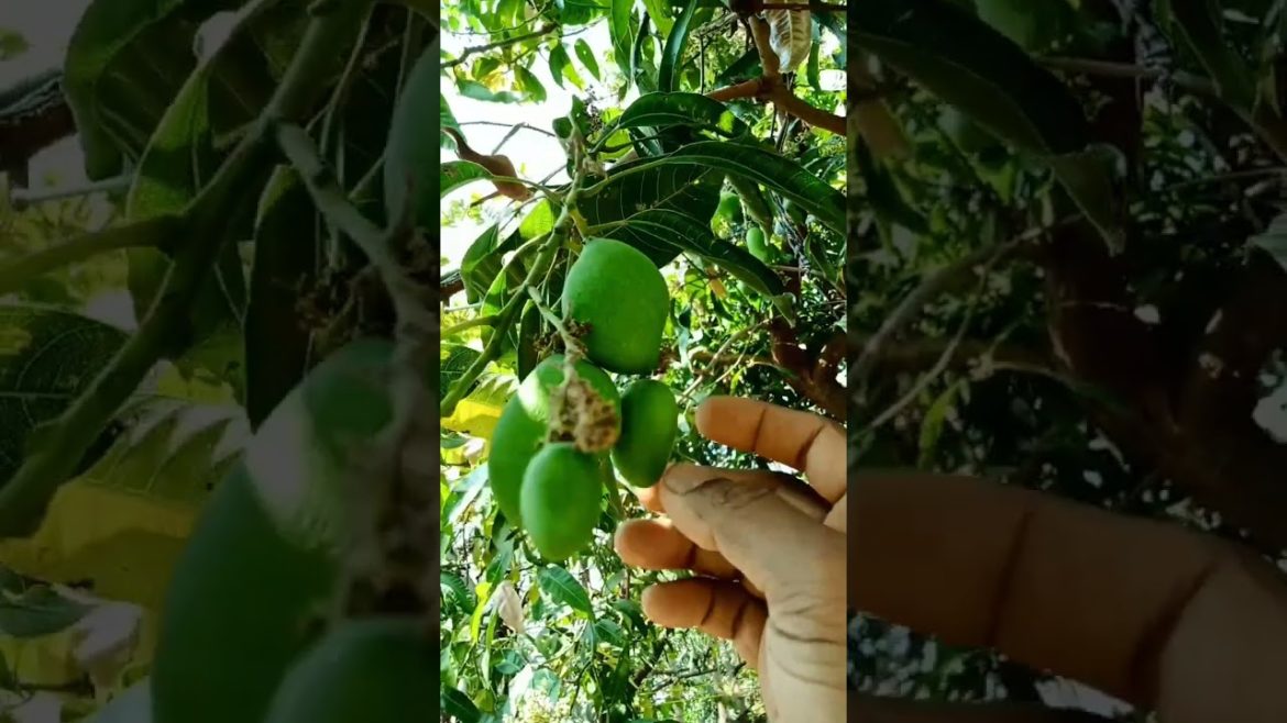 first mangoes of this season #shorts first mangoes of this season #shorts