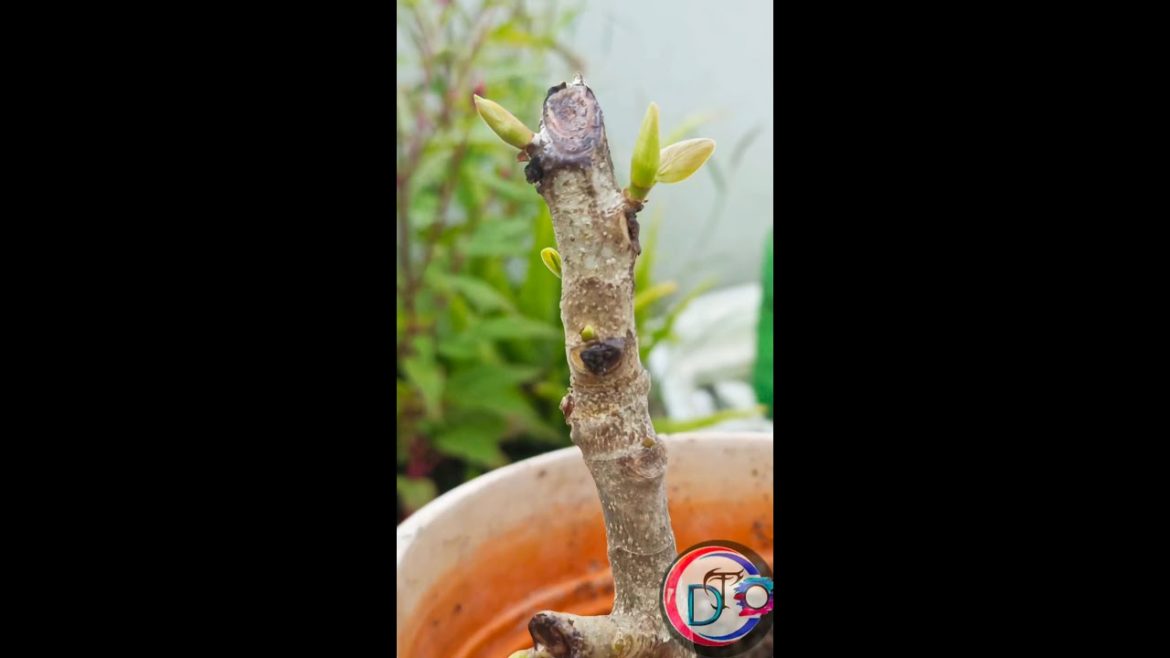 Sπππππ’ Mπππππ πππ π±πππππ Tπππ #shorts #ytshorts #bonsai #trending Sπππππ’ Mπππππ πππ π±πππππ Tπππ #shorts #ytshorts #bonsai #trending