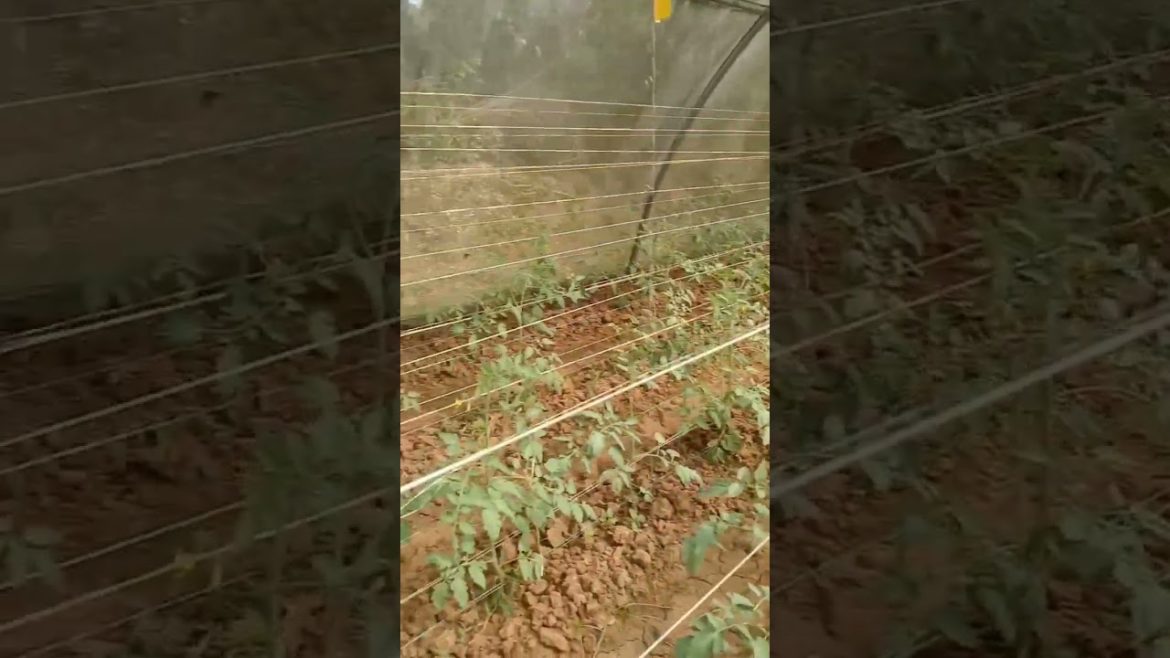 Tomato farming #shorts #sumitagroideas