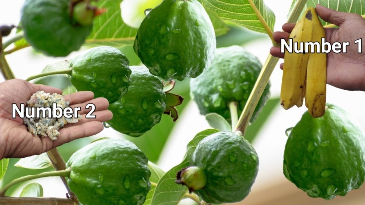 2 tips – How to get guava plants to flower & produce fruit with used rice 2 tips - How to get guava plants to flower & produce fruit with used rice
