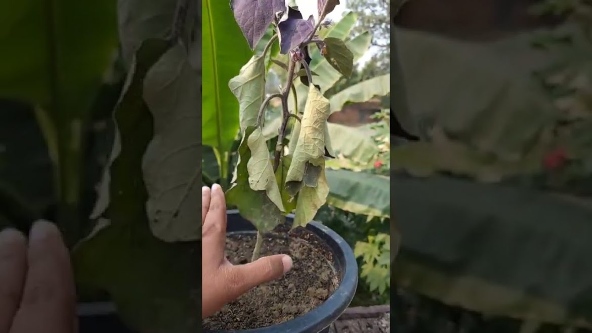 How to fix transplant shock in plants #gardentips #gardening #gardening #garden