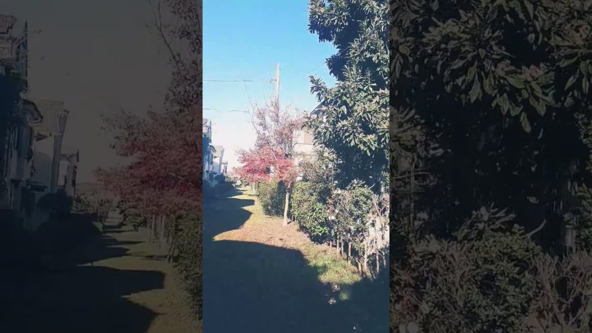 Japanese walking path