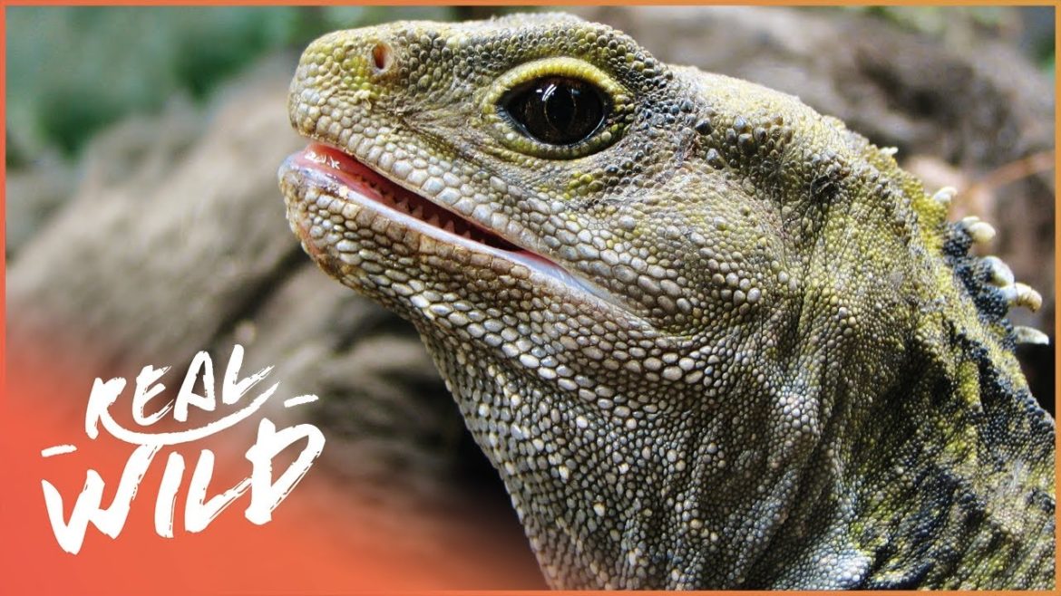 Tuatara: The Ancient Reptile That Outlived The Dinosaurs | The Modern Dinosaur | Real Wild