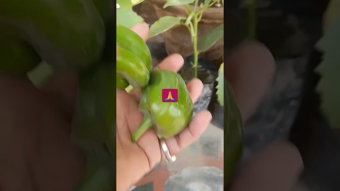 garden tips ||#maacreativekitchengarden