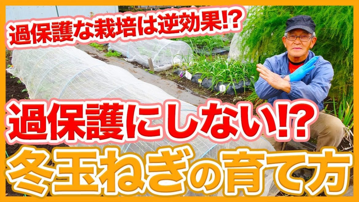 家庭菜園や農園の玉ねぎ栽培で冬は過保護に育てると逆効果!?手をかけすぎるとマイナスに!冬玉ねぎの育て方を徹底解説!【農家直伝】/Tips for growing onions in winter. 家庭菜園や農園の玉ねぎ栽培で冬は過保護に育てると逆効果!?手をかけすぎるとマイナスに!冬玉ねぎの育て方を徹底解説!【農家直伝】/Tips for growing onions in winter.