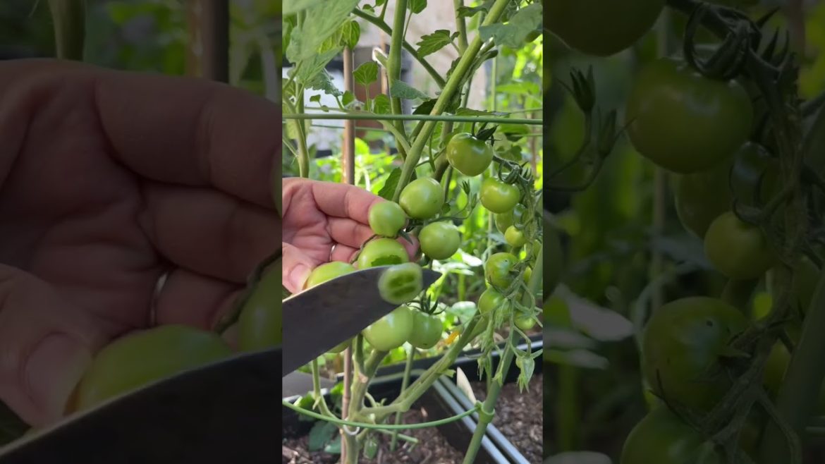 Fruit Cutting Cherry Tomato ππ
π #shorts #satisfying #food #fruitcutting #short  #oddlysatisfying Fruit Cutting Cherry Tomato ππ
π #shorts #satisfying #food #fruitcutting #short  #oddlysatisfying