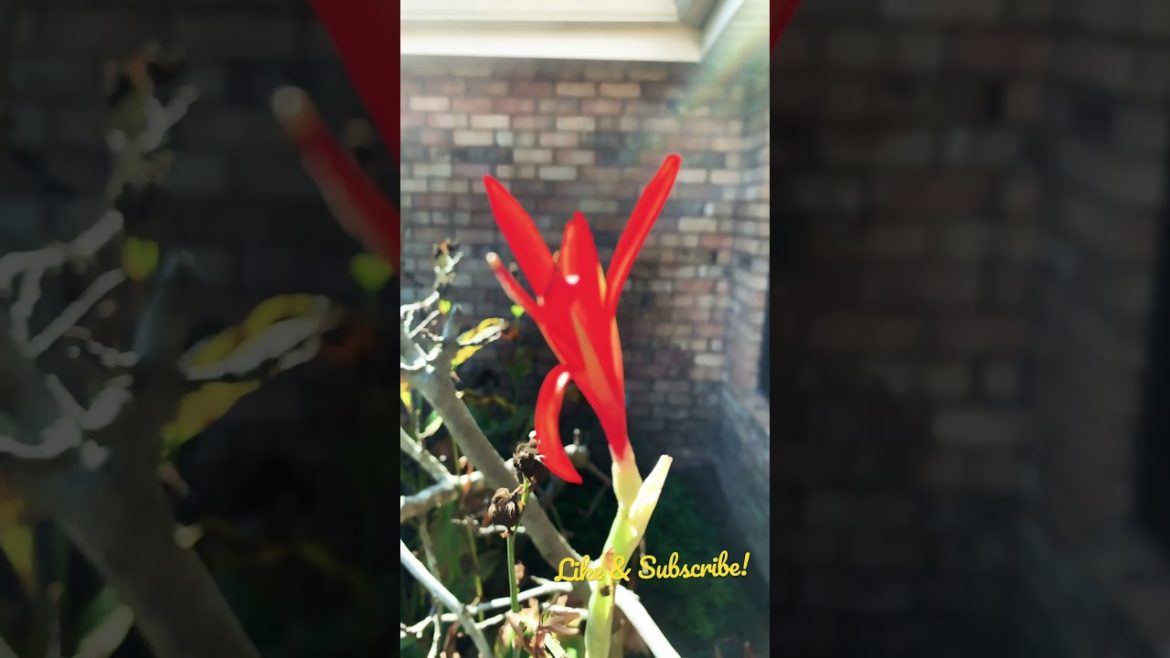 Indian Shot, A Species Of Cana Lillies (Canna)