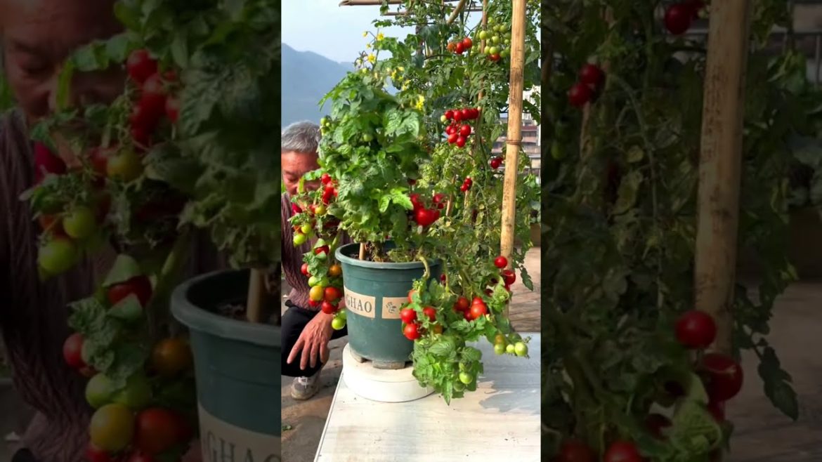 Granpa rooftop garden: Grow Tomato