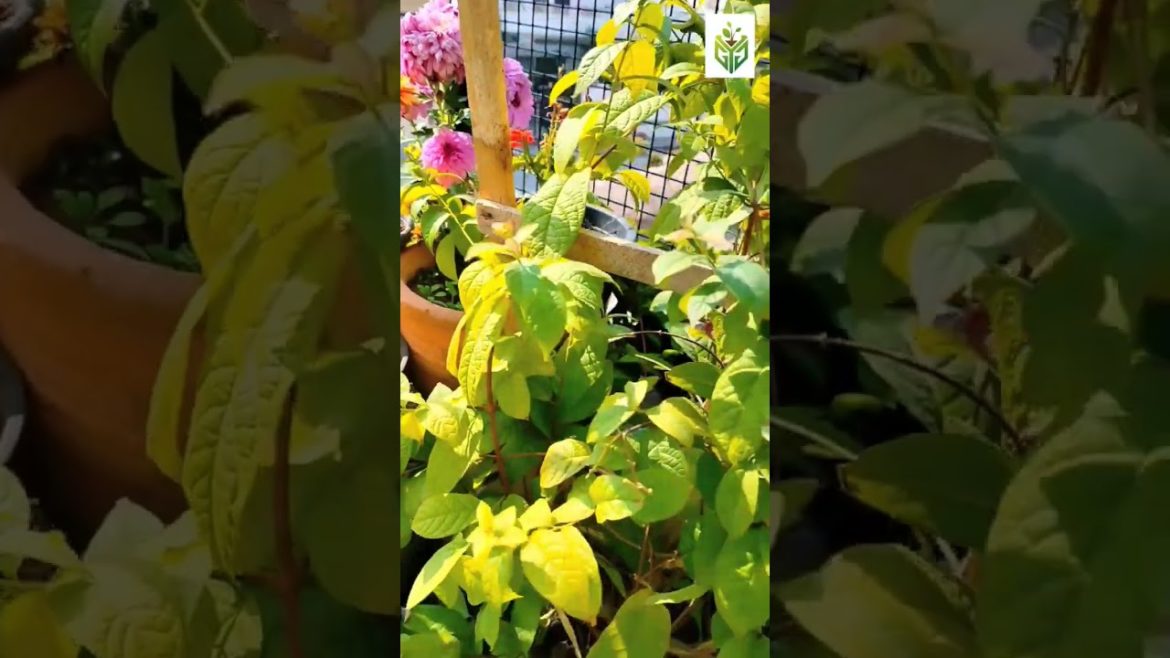 gardening #homegarden #shorts #ytshorts #garden #viral