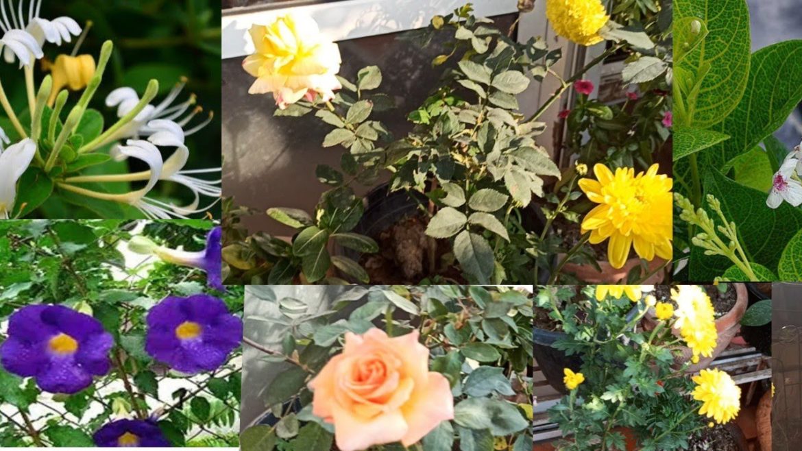 My Garden Tour....Part 2 || Plant arrangement @mr-mrsvlogs #gardentour #gardentips #gardencare
