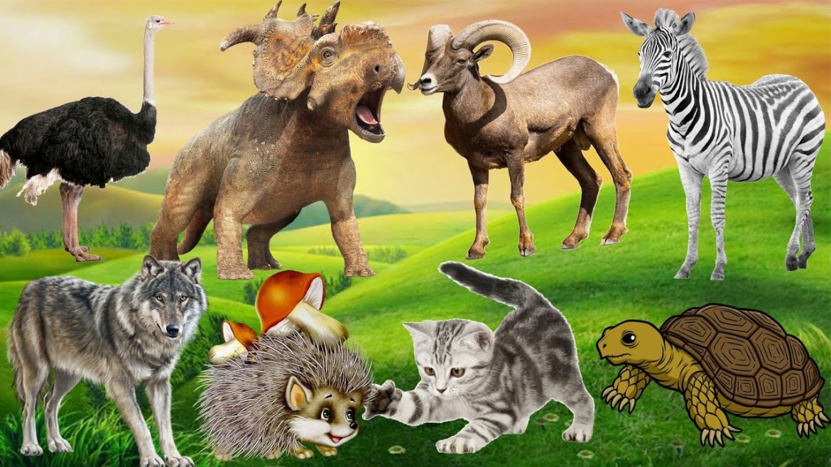 Cute moments of animals around us: Ostrich, Dinosaur, Bighorn Sheep, Zebra, Porcupine, Cat, Turtle