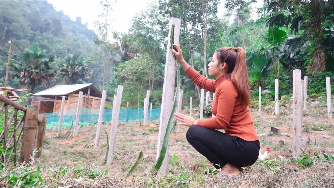 #117: Weeding, planting concrete stakes in dragon fruit garden, how to make a farm #117: Weeding, planting concrete stakes in dragon fruit garden, how to make a farm