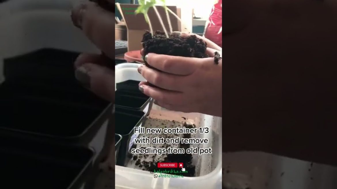 Grow Tomatoes at Home #tomatoes Learn to grow tomatoes at #homegarden