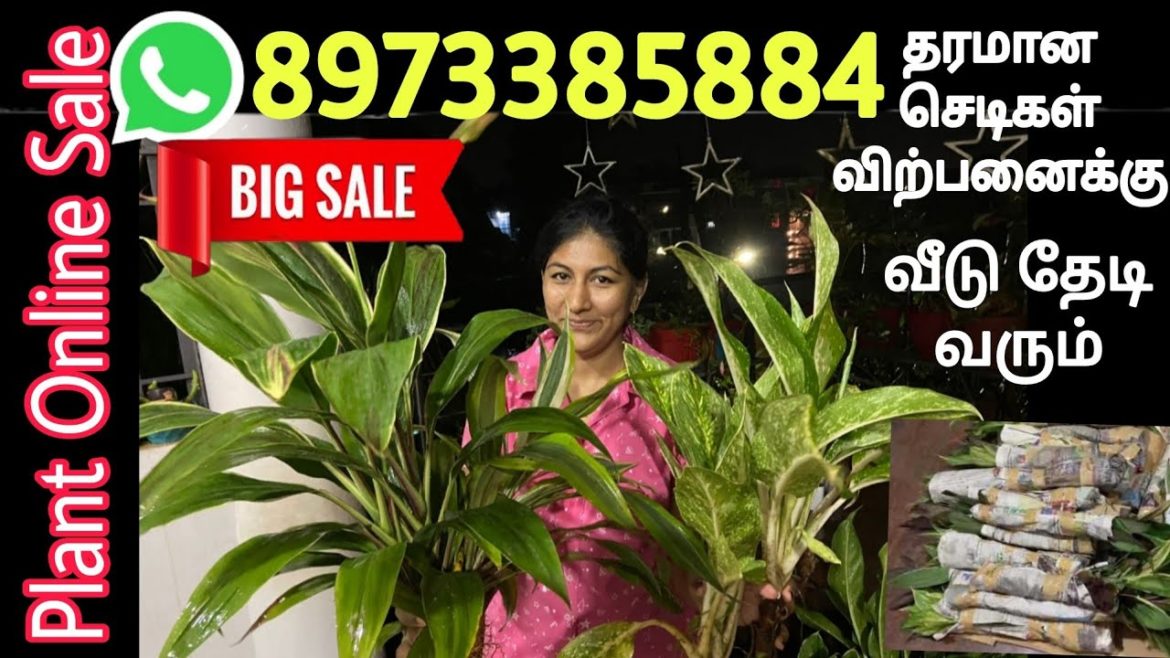 Whatsapp 8973385884 செய்தால் வீடு தேடி வரும் தரமான செடிகள் / Online Plant Sale in India / Gardening