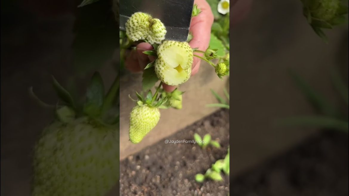 Strawberry GREEN 🍓🍓😱 #shorts #fruit #fruitcutting #oddlysatisfying #satisfying #garden #food