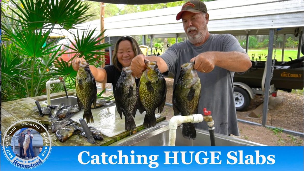 Catching HUGE Slabs at the Dam : Massive Fish