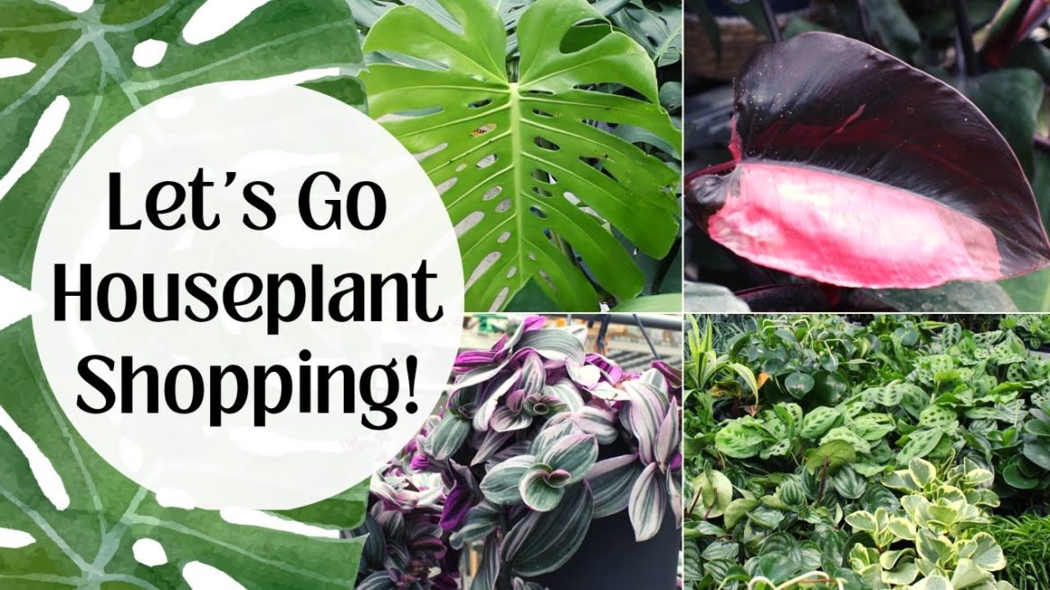 HOME DEPOT BIG BOX STORE HOUSEPLANT SHOPPING in Canada December 2022 | Philodendron Pink Princess HOME DEPOT BIG BOX STORE HOUSEPLANT SHOPPING in Canada December 2022 | Philodendron Pink Princess