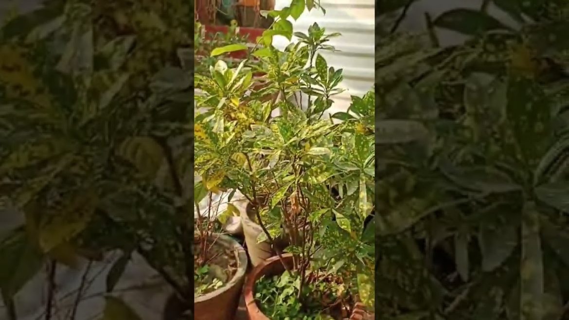 neem oil + haldi use in plant for pests #shorts #gardeningtips #shortsfeed #gardening #youtubeshort