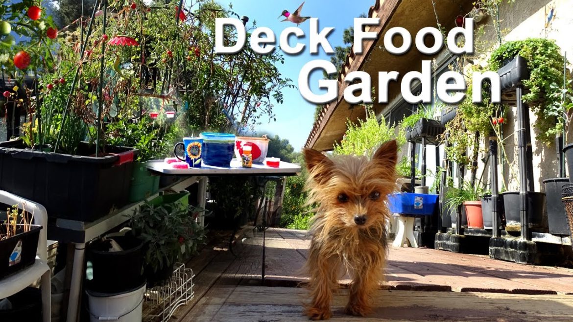 Winter Deck Garden Growing in Small Space Tomatoes Herbs MORE Container Gardening Food & Pot Plants Winter Deck Garden Growing in Small Space Tomatoes Herbs MORE Container Gardening Food & Pot Plants