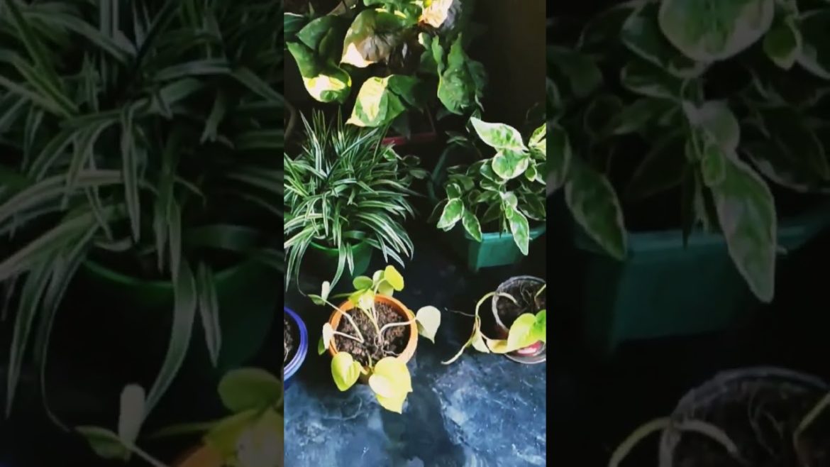 my home garden... #homegarden #flowers #flower #travel #gardening #gardeningtips #assamese