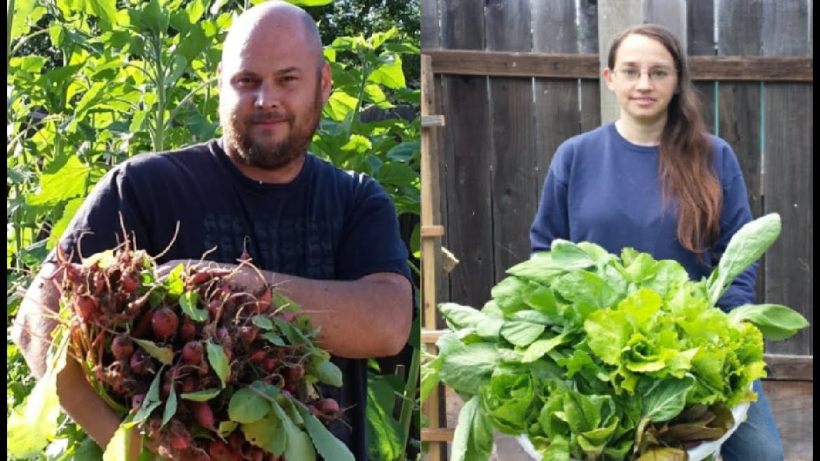 Spring harvest backyard garden update #3