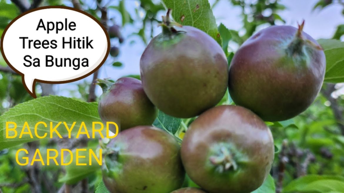 Apple Trees Ang Daming Bunga | BackYard Garden | AUSTRALIA 🇦🇺 Apple Trees Ang Daming Bunga | BackYard Garden | AUSTRALIA 🇦🇺