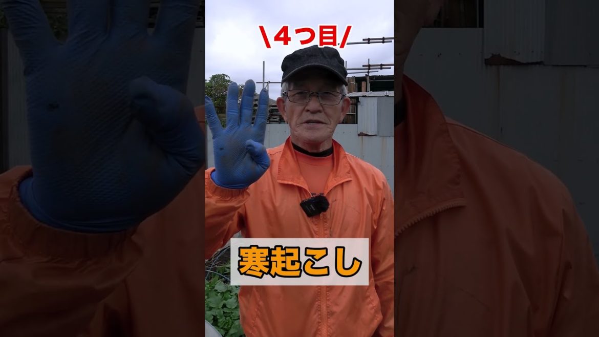 家庭菜園の冬野菜栽培で12月にやるべきお世話作業!#shorts /Tips for taking care of your vegetable garden in December. 家庭菜園の冬野菜栽培で12月にやるべきお世話作業!#shorts /Tips for taking care of your vegetable garden in December.