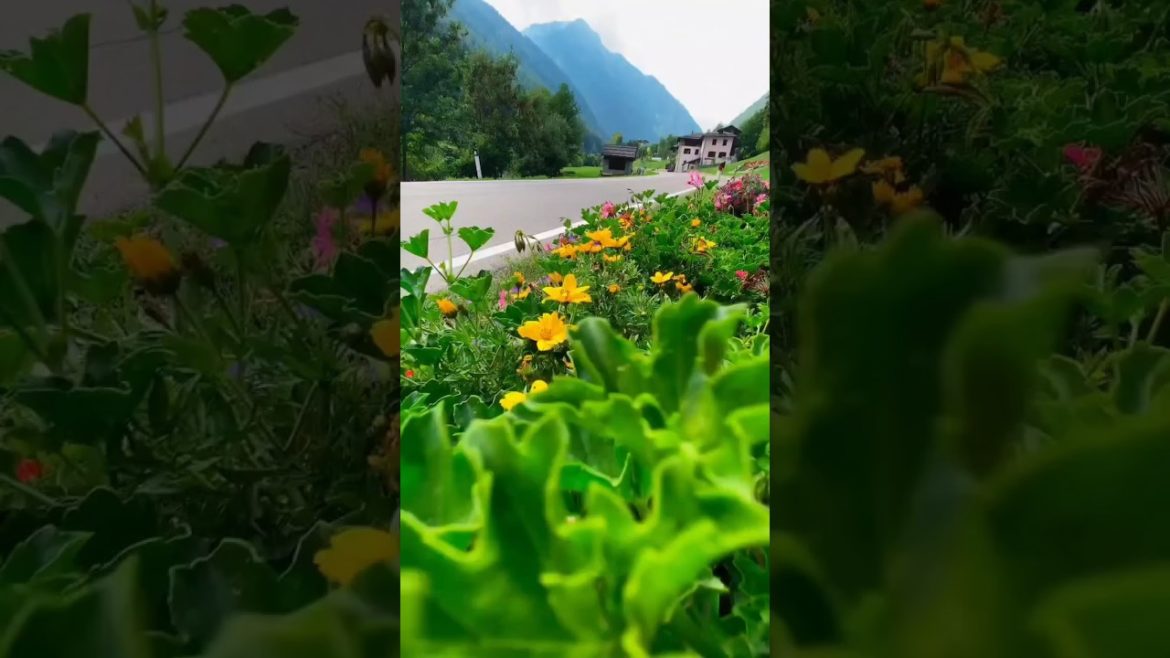 #flower garden#shortsvideo #ytshorts #shortvideo #subscribe#shorts