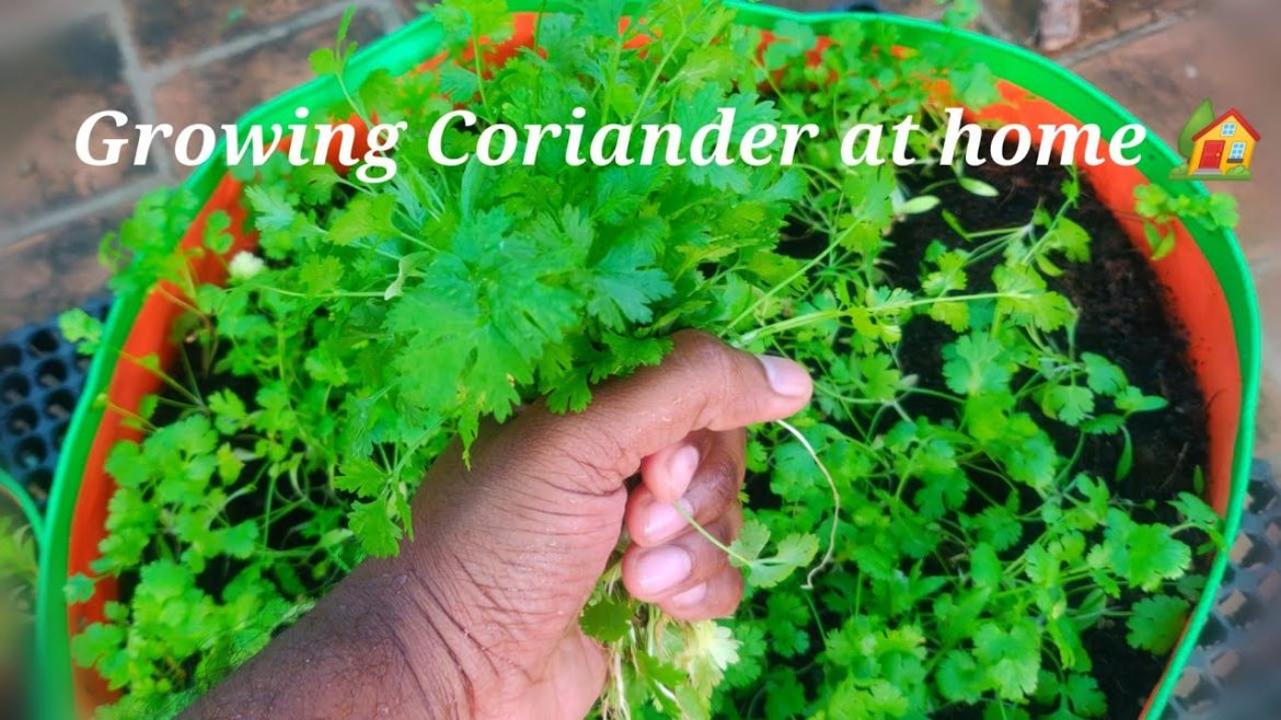 Growing Coriander at home | Terrace garden | Organic farming | கொத்தமல்லி வளர்ப்பு | Maadi thottam