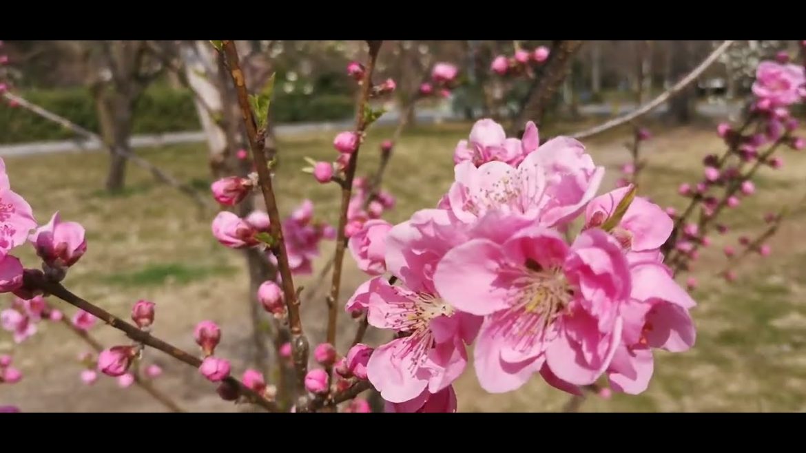 PLUM BLOSSOM |KYOTO JAPAN | BEAUTIFUL GARDEN |