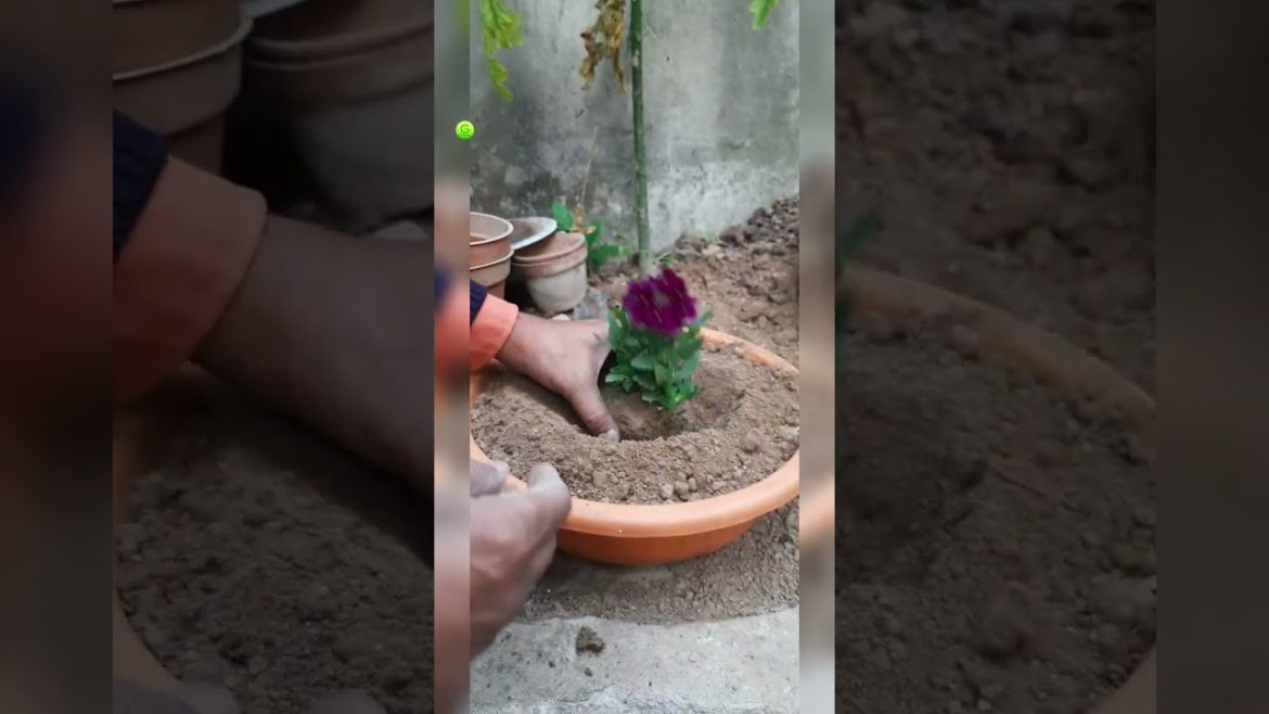 Verbena Growing Tips // Gorgeous Verbena // Verbena Care