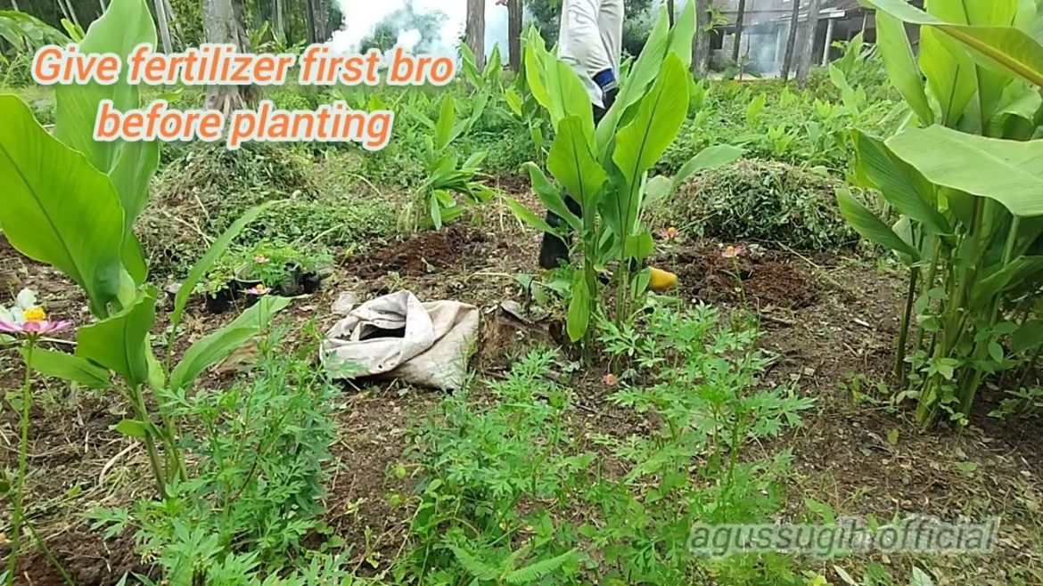 FUN GARDENING ACTIVITIES, HEALTHY AND EARNINGS