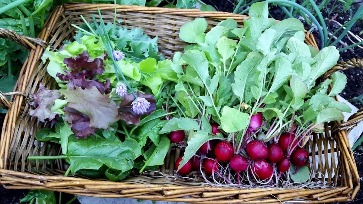 MY FIRST ORGANIC SALAD FROM OUR SMALL BACKYARD GARDEN || BACKYARD GARDENING CANADA MY FIRST ORGANIC SALAD FROM OUR SMALL BACKYARD GARDEN || BACKYARD GARDENING CANADA