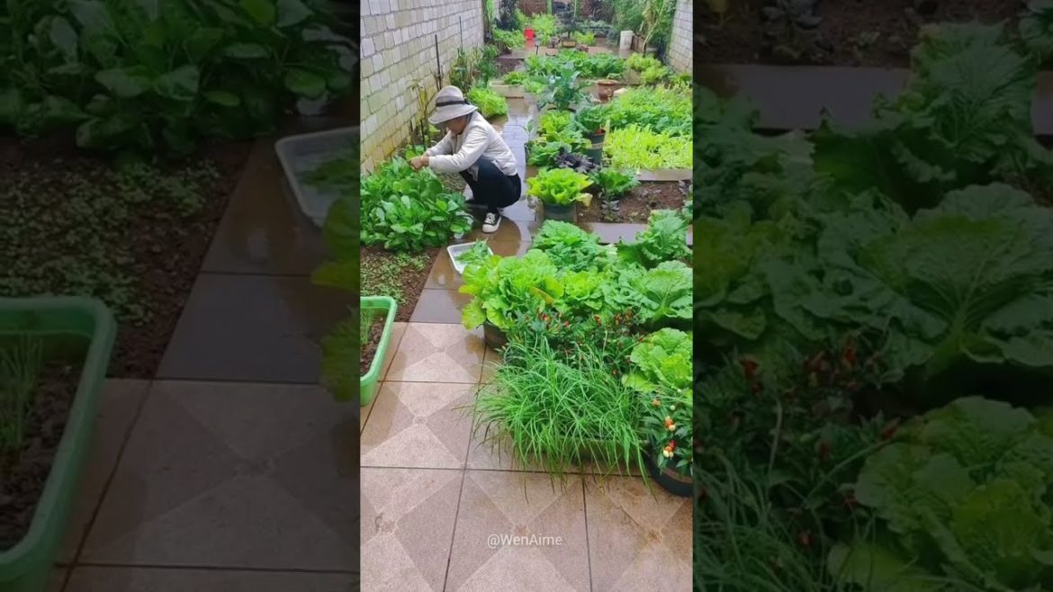 Beautiful Nature with Rural Life #shorts #naturalife #rurallife Beautiful Nature with Rural Life #shorts #naturalife #rurallife