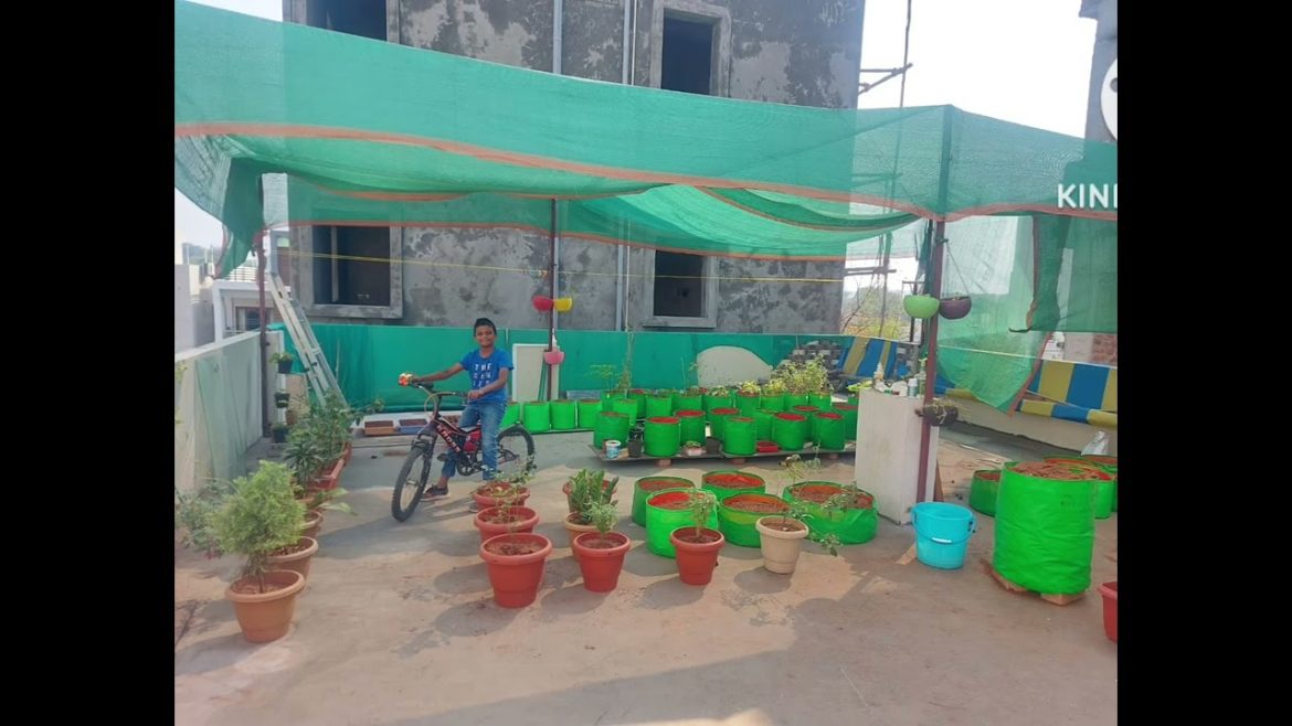 Just started ๐ฑ|Terrace garden|Rooftop garden|garden Just started ๐ฑ|Terrace garden|Rooftop garden|garden