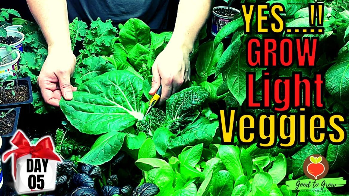 Limitless! Veggies INDOOR Gardening with Grow LIGHTS! – and it's DAY FIVE of our 31 Days of Giving! Limitless! Veggies INDOOR Gardening with Grow LIGHTS! - and it's DAY FIVE of our 31 Days of Giving!