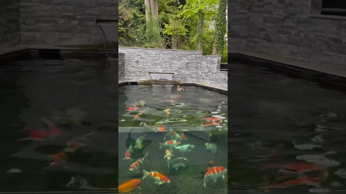 Duck flies into the koi pond