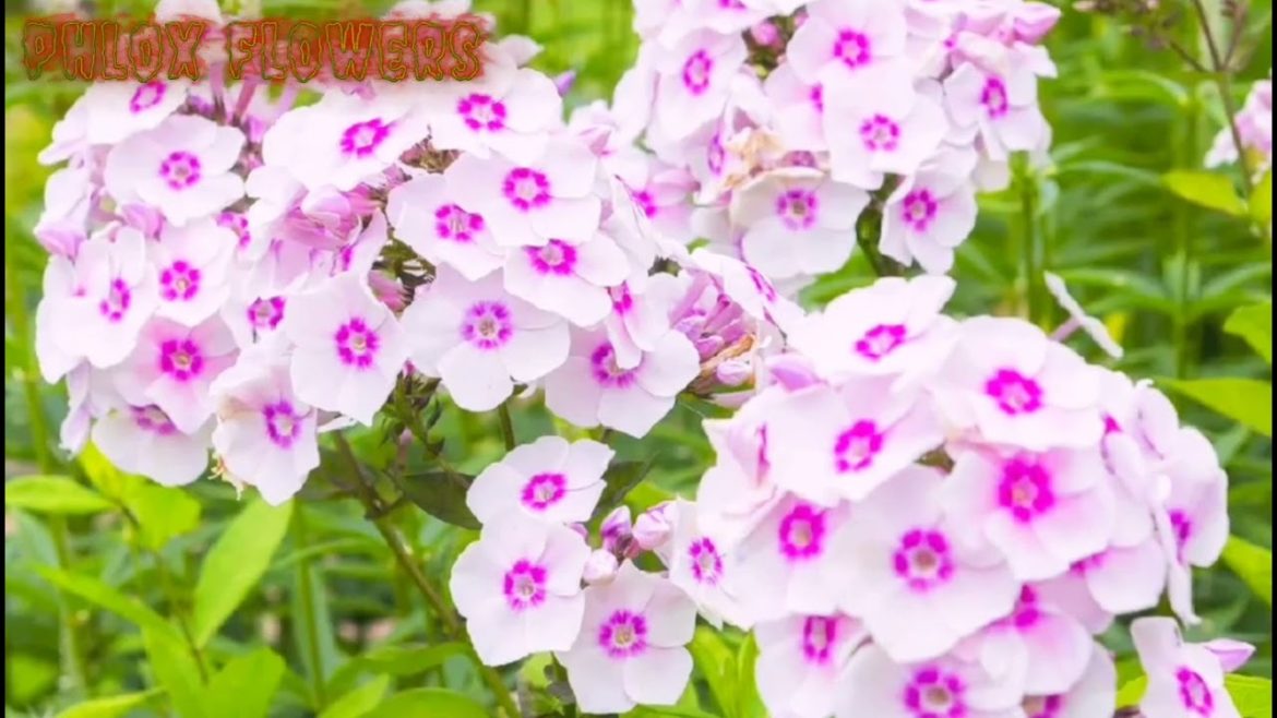 Vibrant Phlox Flowers that are Easily Grown in your Garden