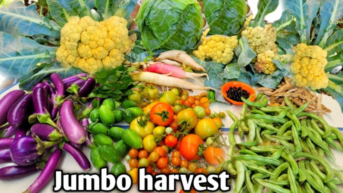 Vegetables harvest | backyard garden harvest | organic vegetable harvest | jumbo harvest #harvesting Vegetables harvest | backyard garden harvest | organic vegetable harvest | jumbo harvest #harvesting