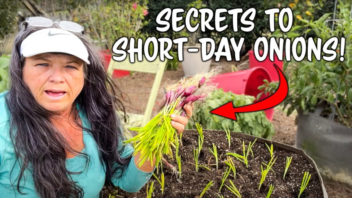 We're Growing Short-Day Onions In A Container We're Growing Short-Day Onions In A Container