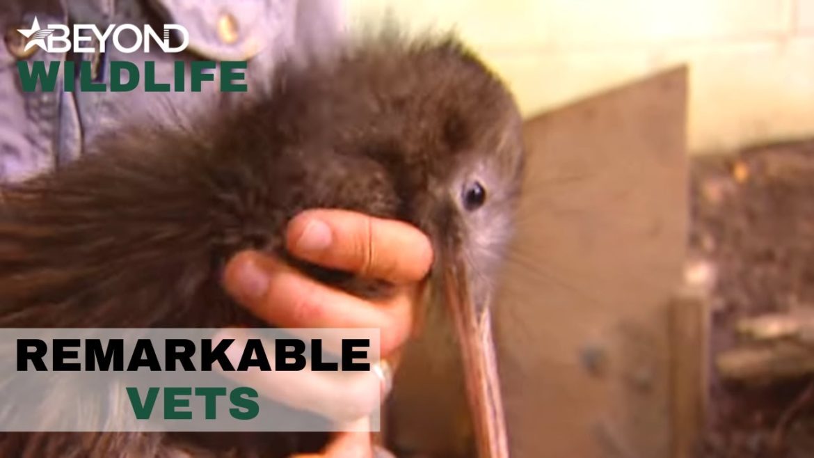 The Poor Kiwi Lost The Use Of Their Legs | Remarkable Vets | S1E06 | Beyond Wildlife The Poor Kiwi Lost The Use Of Their Legs | Remarkable Vets | S1E06 | Beyond Wildlife