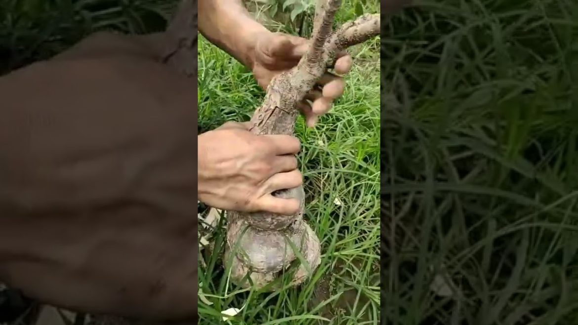 Tips Pairing sticky Straight two trunks together part3 #shorts #satisfying