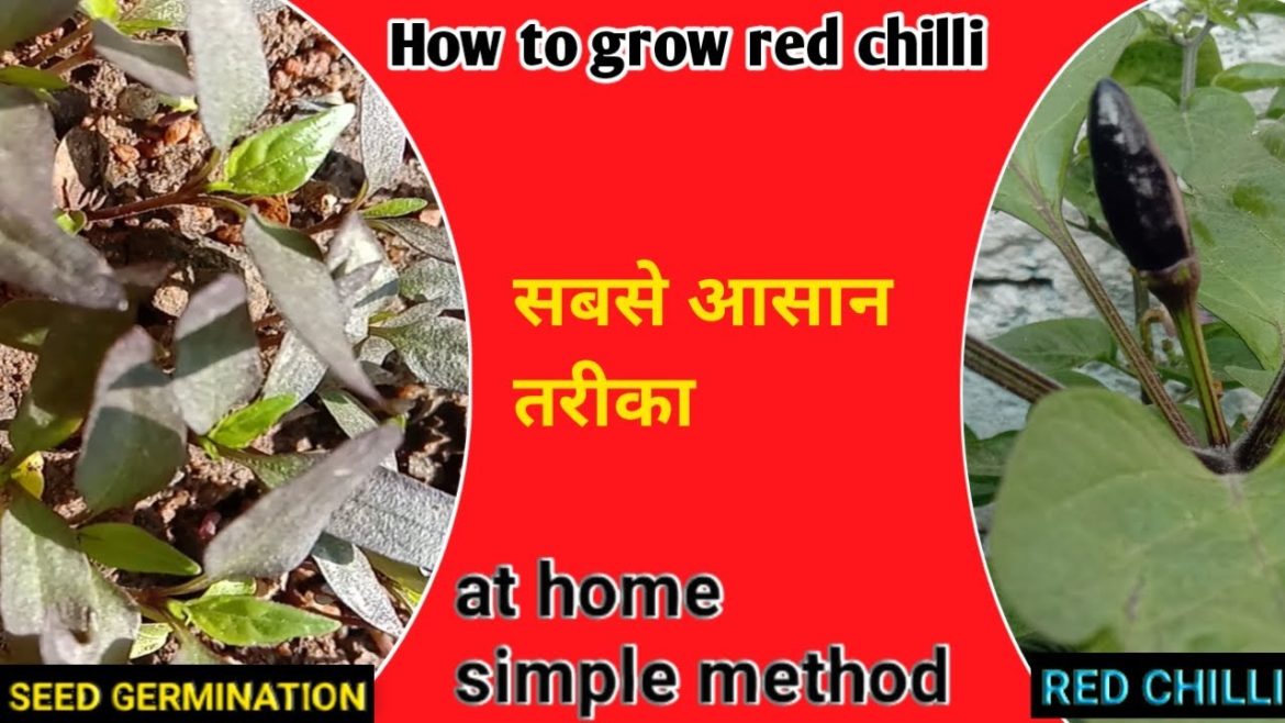 how to grow red chilli plant at home | #my gardening tips# short
